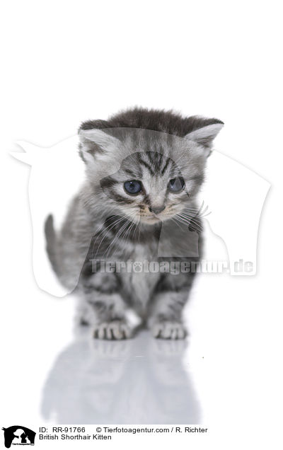 British Shorthair Kitten / RR-91766