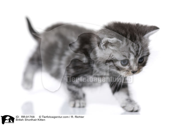 British Shorthair Kitten / RR-91768