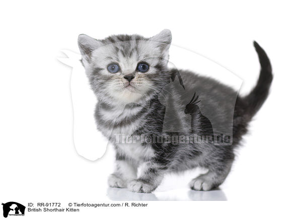 British Shorthair Kitten / RR-91772