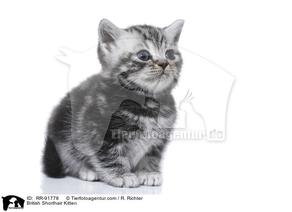 British Shorthair Kitten / RR-91778