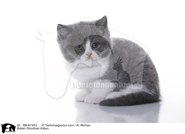 British Shorthair Kitten / RR-91943