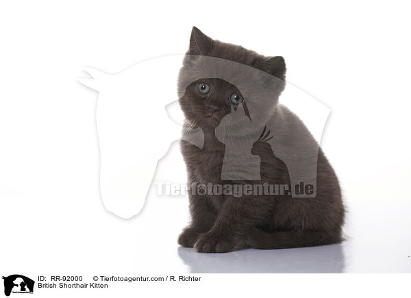 Britisch Kurzhaar Ktzchen / British Shorthair Kitten / RR-92000
