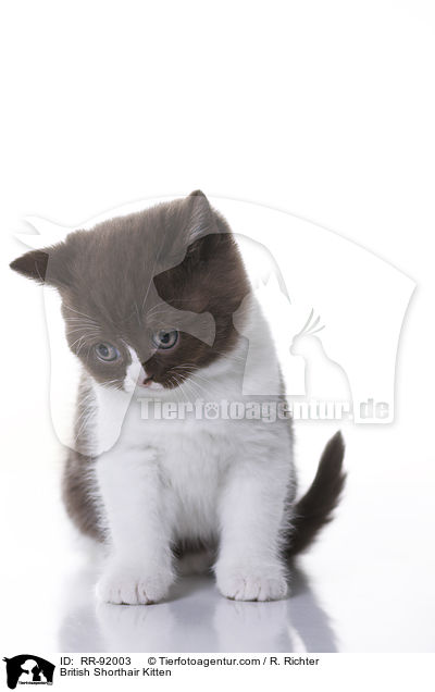 Britisch Kurzhaar Ktzchen / British Shorthair Kitten / RR-92003