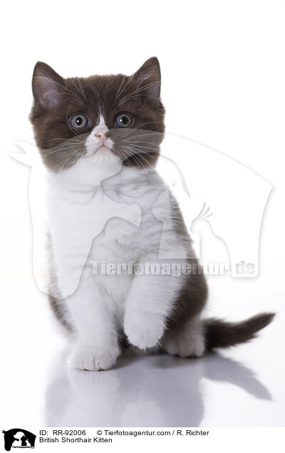 British Shorthair Kitten / RR-92006