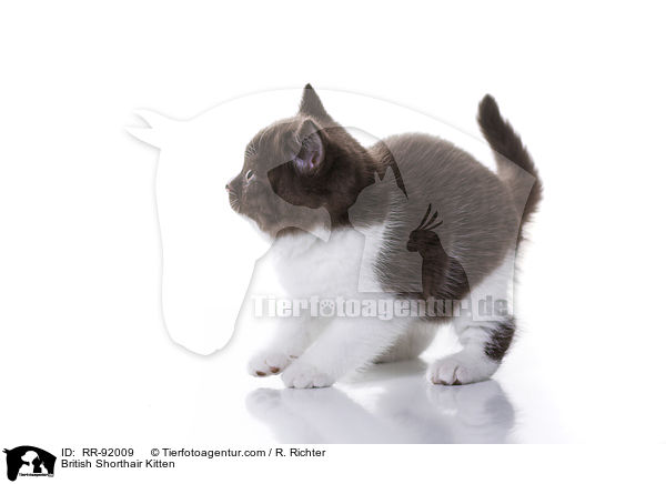 Britisch Kurzhaar Ktzchen / British Shorthair Kitten / RR-92009