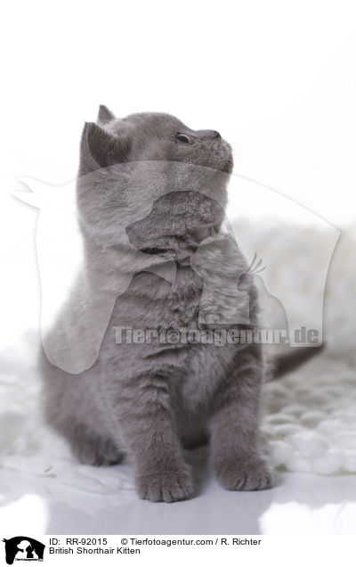 Britisch Kurzhaar Ktzchen / British Shorthair Kitten / RR-92015