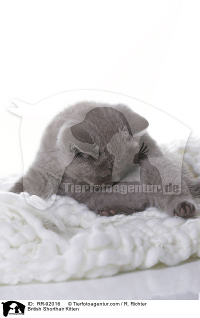 Britisch Kurzhaar Ktzchen / British Shorthair Kitten / RR-92016