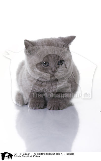 British Shorthair Kitten / RR-92021