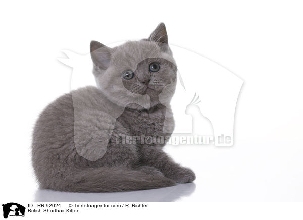 British Shorthair Kitten / RR-92024