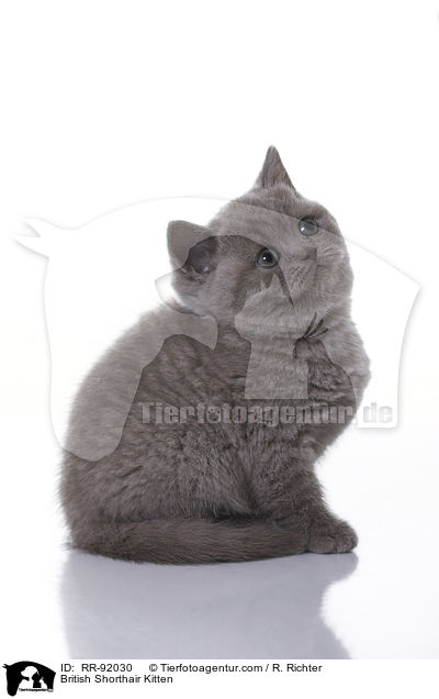 British Shorthair Kitten / RR-92030