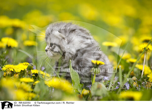 Britisch Kurzhaar Ktzchen / British Shorthair Kitten / RR-92050