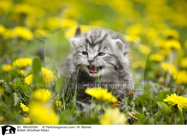 Britisch Kurzhaar Ktzchen / British Shorthair Kitten / RR-92059