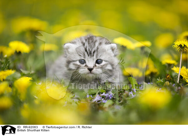 Britisch Kurzhaar Ktzchen / British Shorthair Kitten / RR-92063