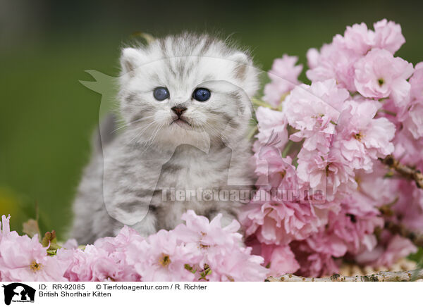 Britisch Kurzhaar Ktzchen / British Shorthair Kitten / RR-92085