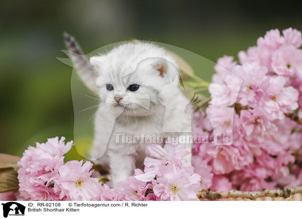 Britisch Kurzhaar Ktzchen / British Shorthair Kitten / RR-92108