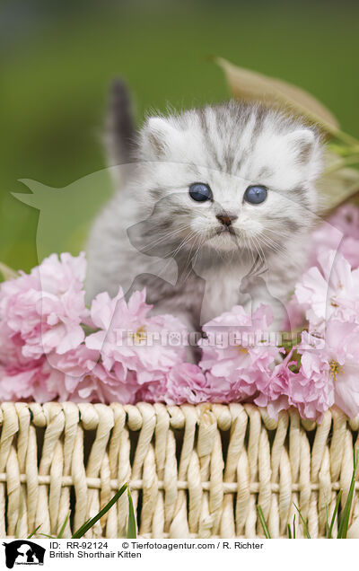 Britisch Kurzhaar Ktzchen / British Shorthair Kitten / RR-92124