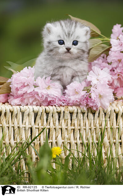 Britisch Kurzhaar Ktzchen / British Shorthair Kitten / RR-92125