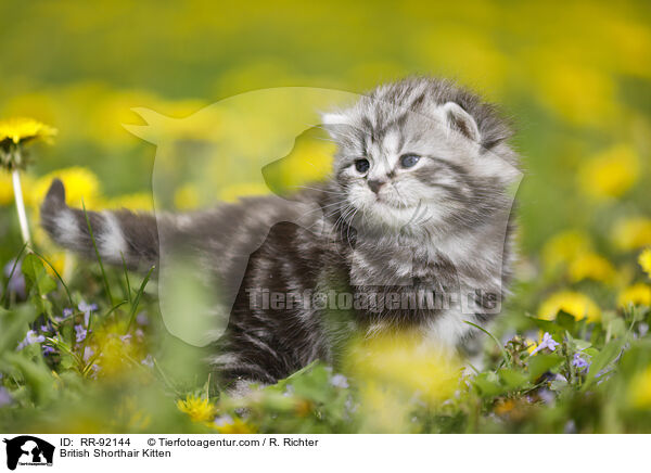 Britisch Kurzhaar Ktzchen / British Shorthair Kitten / RR-92144