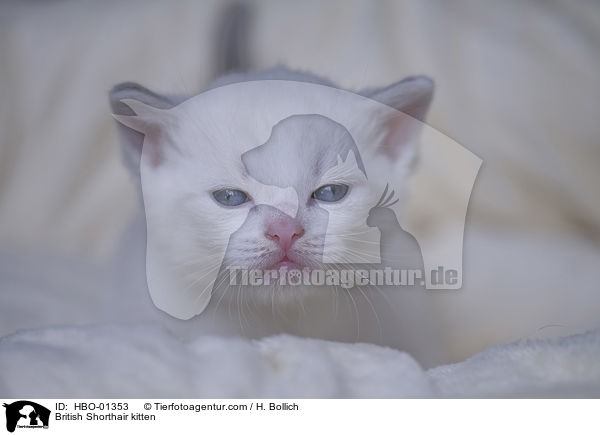 Britisch Kurzhaar Ktzchen / British Shorthair kitten / HBO-01353