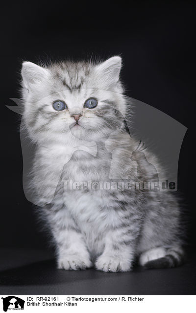 Britisch Kurzhaar Ktzchen / British Shorthair Kitten / RR-92161