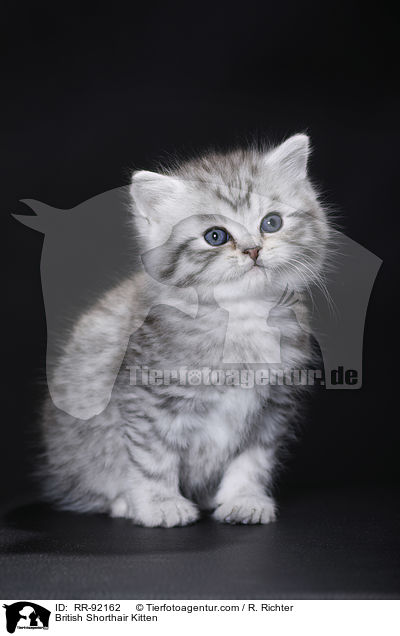 Britisch Kurzhaar Ktzchen / British Shorthair Kitten / RR-92162