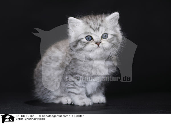 Britisch Kurzhaar Ktzchen / British Shorthair Kitten / RR-92164