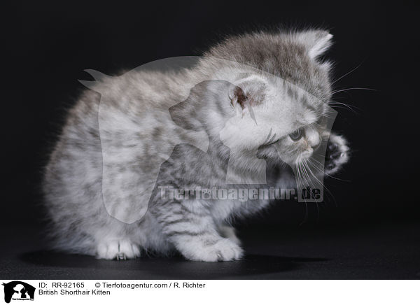Britisch Kurzhaar Ktzchen / British Shorthair Kitten / RR-92165
