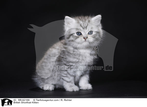 Britisch Kurzhaar Ktzchen / British Shorthair Kitten / RR-92166