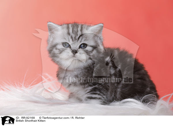 Britisch Kurzhaar Ktzchen / British Shorthair Kitten / RR-92168