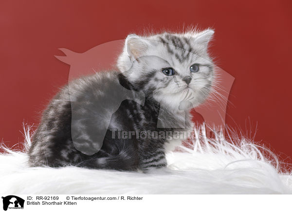 Britisch Kurzhaar Ktzchen / British Shorthair Kitten / RR-92169