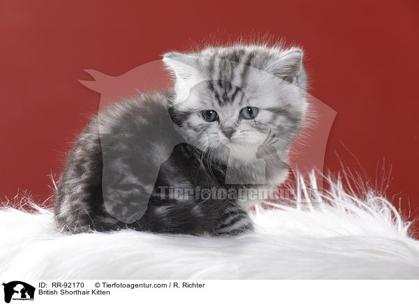Britisch Kurzhaar Ktzchen / British Shorthair Kitten / RR-92170