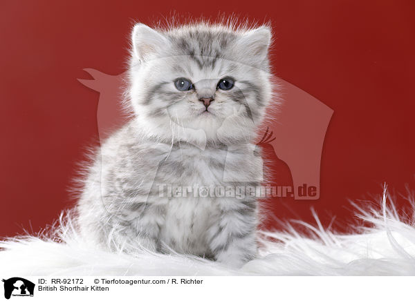 Britisch Kurzhaar Ktzchen / British Shorthair Kitten / RR-92172