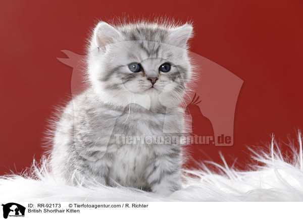 Britisch Kurzhaar Ktzchen / British Shorthair Kitten / RR-92173