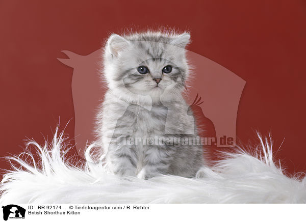 Britisch Kurzhaar Ktzchen / British Shorthair Kitten / RR-92174