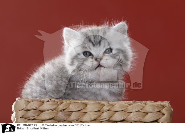 Britisch Kurzhaar Ktzchen / British Shorthair Kitten / RR-92179