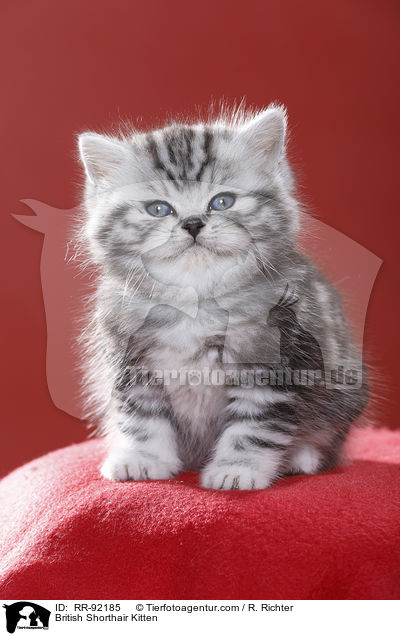 Britisch Kurzhaar Ktzchen / British Shorthair Kitten / RR-92185