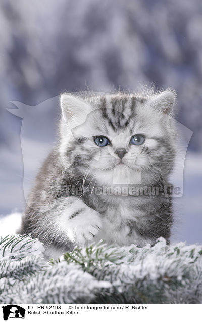 Britisch Kurzhaar Ktzchen / British Shorthair Kitten / RR-92198