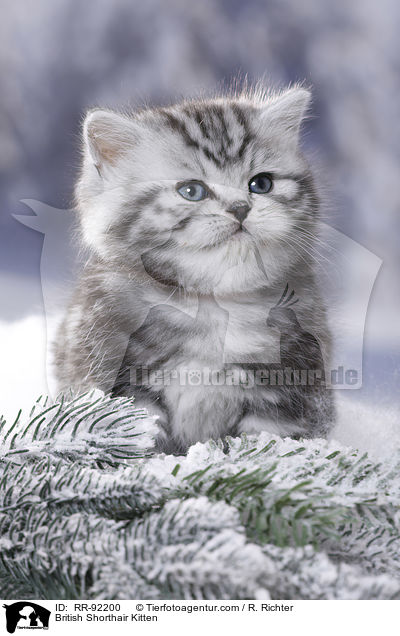 Britisch Kurzhaar Ktzchen / British Shorthair Kitten / RR-92200