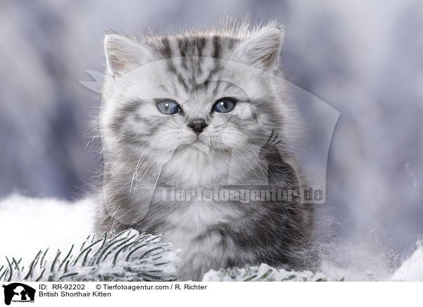 Britisch Kurzhaar Ktzchen / British Shorthair Kitten / RR-92202