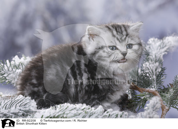 Britisch Kurzhaar Ktzchen / British Shorthair Kitten / RR-92208