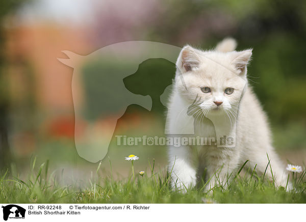 Britisch Kurzhaar Ktzchen / British Shorthair Kitten / RR-92248