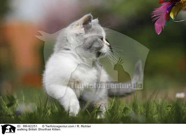 laufendes Britisch Kurzhaar Ktzchen / walking British Shorthair Kitten / RR-92251