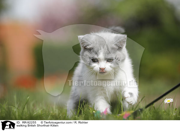 laufendes Britisch Kurzhaar Ktzchen / walking British Shorthair Kitten / RR-92255