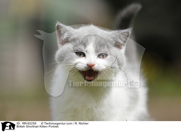 Britisch Kurzhaar Ktzchen Portrait / British Shorthair Kitten Portrait / RR-92256