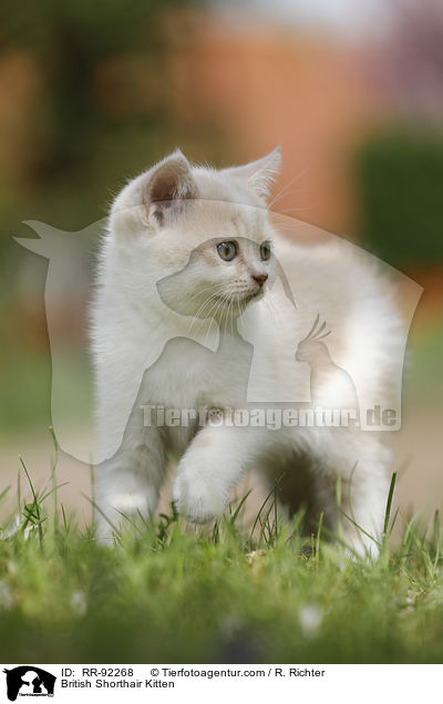 Britisch Kurzhaar Ktzchen / British Shorthair Kitten / RR-92268