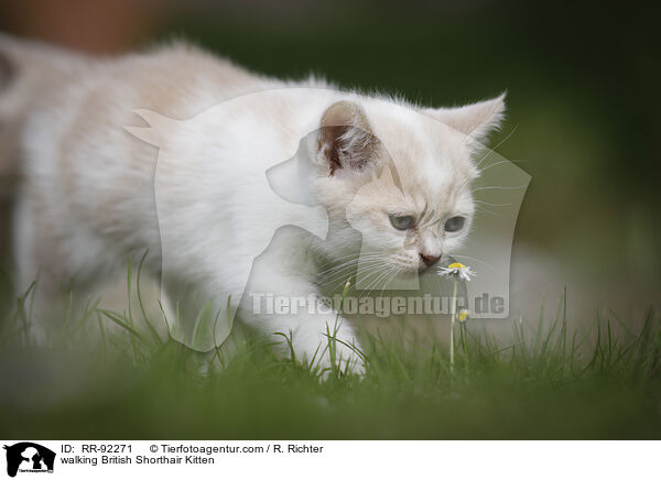 laufendes Britisch Kurzhaar Ktzchen / walking British Shorthair Kitten / RR-92271