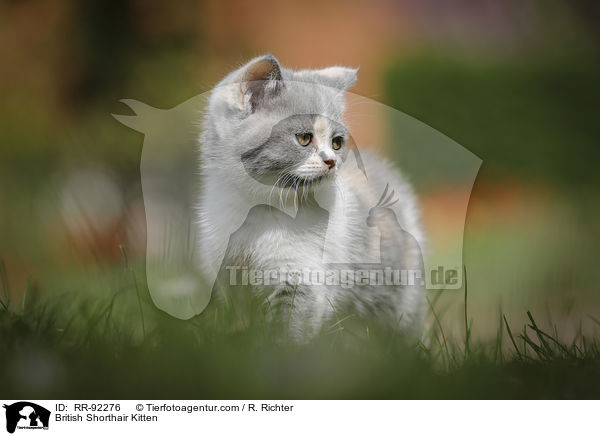 Britisch Kurzhaar Ktzchen / British Shorthair Kitten / RR-92276