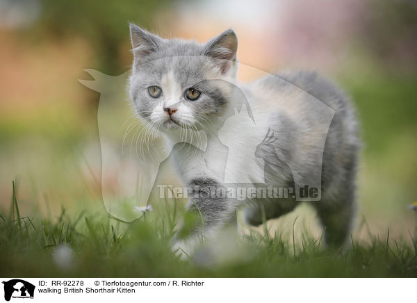 laufendes Britisch Kurzhaar Ktzchen / walking British Shorthair Kitten / RR-92278