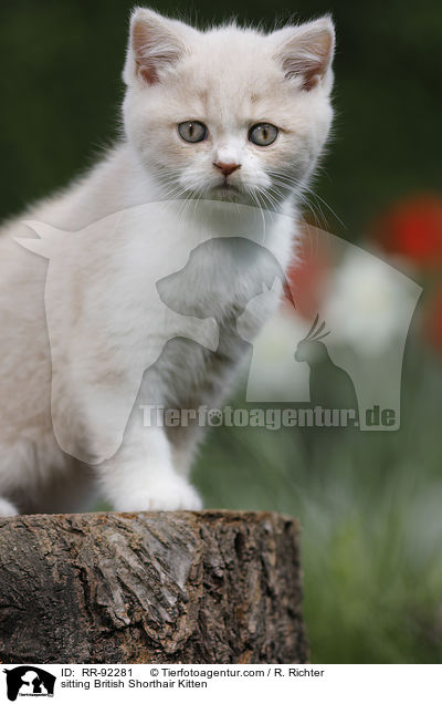 sitzendes Britisch Kurzhaar Ktzchen / sitting British Shorthair Kitten / RR-92281