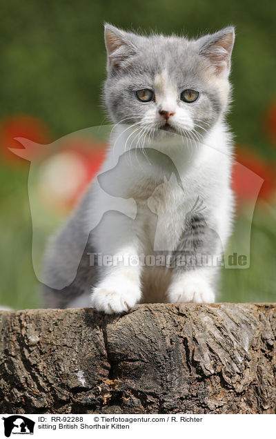 sitzendes Britisch Kurzhaar Ktzchen / sitting British Shorthair Kitten / RR-92288